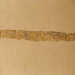 09.12.2017 Święty Krzyż. Klasztor. Odkryte fragmenty fresków refektarzu i przylegającej do niego sali / Jarosław Kubalski / Radio Kielce