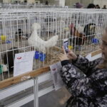 09.12.2017 Kielce. Targi  Kielce. Wystawa królików, gołębi i drobiu ozdobnego / Jarosław Kubalski / Radio Kielce