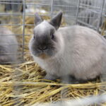 09.12.2017 Kielce. Targi  Kielce. Wystawa królików, gołębi i drobiu ozdobnego / Jarosław Kubalski / Radio Kielce