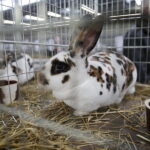 09.12.2017 Kielce. Targi  Kielce. Wystawa królików, gołębi i drobiu ozdobnego / Jarosław Kubalski / Radio Kielce