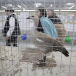 09.12.2017 Kielce. Targi  Kielce. Wystawa królików, gołębi i drobiu ozdobnego / Jarosław Kubalski / Radio Kielce