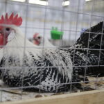 09.12.2017 Kielce. Targi  Kielce. Wystawa królików, gołębi i drobiu ozdobnego / Jarosław Kubalski / Radio Kielce