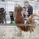 09.12.2017 Kielce. Targi  Kielce. Wystawa królików, gołębi i drobiu ozdobnego / Jarosław Kubalski / Radio Kielce