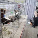 09.12.2017 Kielce. Targi  Kielce. Wystawa królików, gołębi i drobiu ozdobnego / Jarosław Kubalski / Radio Kielce