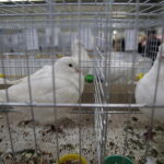 09.12.2017 Kielce. Targi  Kielce. Wystawa królików, gołębi i drobiu ozdobnego / Jarosław Kubalski / Radio Kielce