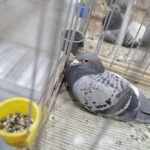 09.12.2017 Kielce. Targi  Kielce. Wystawa królików, gołębi i drobiu ozdobnego / Jarosław Kubalski / Radio Kielce