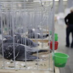 09.12.2017 Kielce. Targi  Kielce. Wystawa królików, gołębi i drobiu ozdobnego / Jarosław Kubalski / Radio Kielce