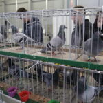 09.12.2017 Kielce. Targi  Kielce. Wystawa królików, gołębi i drobiu ozdobnego / Jarosław Kubalski / Radio Kielce