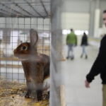 09.12.2017 Kielce. Targi  Kielce. Wystawa królików, gołębi i drobiu ozdobnego / Jarosław Kubalski / Radio Kielce