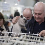 09.12.2017 Kielce. Targi  Kielce. Wystawa królików, gołębi i drobiu ozdobnego / Jarosław Kubalski / Radio Kielce