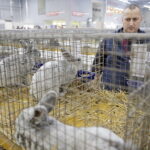 09.12.2017 Kielce. Targi  Kielce. Wystawa królików, gołębi i drobiu ozdobnego / Jarosław Kubalski / Radio Kielce