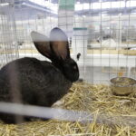 09.12.2017 Kielce. Targi  Kielce. Wystawa królików, gołębi i drobiu ozdobnego / Jarosław Kubalski / Radio Kielce