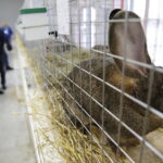 09.12.2017 Kielce. Targi  Kielce. Wystawa królików, gołębi i drobiu ozdobnego / Jarosław Kubalski / Radio Kielce