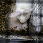 09.12.2017 Kielce. Targi  Kielce. Wystawa królików, gołębi i drobiu ozdobnego / Jarosław Kubalski / Radio Kielce