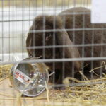 09.12.2017 Kielce. Targi  Kielce. Wystawa królików, gołębi i drobiu ozdobnego / Jarosław Kubalski / Radio Kielce