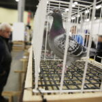 09.12.2017 Kielce. Targi  Kielce. Wystawa królików, gołębi i drobiu ozdobnego / Jarosław Kubalski / Radio Kielce