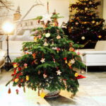 13.12.2017 Kielce. "Choinka pod choinkę" w Radiu Kielce. Drzewko ze Świętego Krzyża / Jarosław Kubalski / Radio Kielce