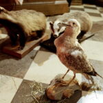 18.12.2017 Święty Krzyż. Rozpoczął się montaż szopki Bożonarodzeniowej / Jarosław Kubalski / Radio Kielce