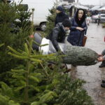 Sprzedaż choinek na bazarach / Jarosław Kubalski / Radio Kielce