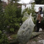 Sprzedaż choinek na bazarach / Jarosław Kubalski / Radio Kielce