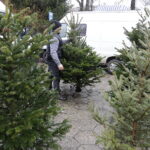 Sprzedaż choinek na bazarach / Jarosław Kubalski / Radio Kielce