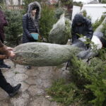 Sprzedaż choinek na bazarach / Jarosław Kubalski / Radio Kielce