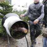 Sprzedaż choinek na bazarach / Jarosław Kubalski / Radio Kielce