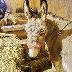 25.12.2017 Święty Krzyż. Klasztor. Żywa szopka bożonarodzeniowa / Jarosław Kubalski / Radio Kielce