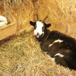 25.12.2017 Święty Krzyż. Klasztor. Żywa szopka bożonarodzeniowa / Jarosław Kubalski / Radio Kielce