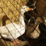 25.12.2017 Święty Krzyż. Klasztor. Żywa szopka bożonarodzeniowa / Jarosław Kubalski / Radio Kielce