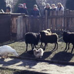 26.12.2017 Chęciny. Żywa szopka w zespole klasztornym franciszkanów / Jarosław Kubalski / Radio Kielce