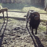 26.12.2017 Chęciny. Żywa szopka w zespole klasztornym franciszkanów / Jarosław Kubalski / Radio Kielce