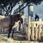 26.12.2017 Chęciny. Żywa szopka w zespole klasztornym franciszkanów / Jarosław Kubalski / Radio Kielce