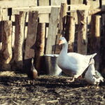 26.12.2017 Chęciny. Żywa szopka w zespole klasztornym franciszkanów / Jarosław Kubalski / Radio Kielce