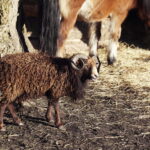 26.12.2017 Chęciny. Żywa szopka w zespole klasztornym franciszkanów / Jarosław Kubalski / Radio Kielce