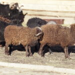 26.12.2017 Chęciny. Żywa szopka w zespole klasztornym franciszkanów / Jarosław Kubalski / Radio Kielce