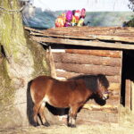 26.12.2017 Chęciny. Żywa szopka w zespole klasztornym franciszkanów / Jarosław Kubalski / Radio Kielce