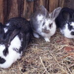 26.12.2017 Chęciny. Żywa szopka w zespole klasztornym franciszkanów / Jarosław Kubalski / Radio Kielce