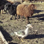 26.12.2017 Chęciny. Żywa szopka w zespole klasztornym franciszkanów / Jarosław Kubalski / Radio Kielce