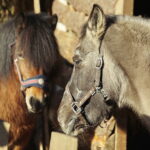 26.12.2017 Chęciny. Żywa szopka w zespole klasztornym franciszkanów / Jarosław Kubalski / Radio Kielce