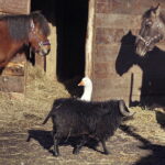 26.12.2017 Chęciny. Żywa szopka w zespole klasztornym franciszkanów / Jarosław Kubalski / Radio Kielce