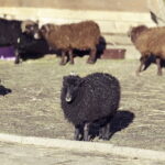 26.12.2017 Chęciny. Żywa szopka w zespole klasztornym franciszkanów / Jarosław Kubalski / Radio Kielce