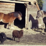 26.12.2017 Chęciny. Żywa szopka w zespole klasztornym franciszkanów / Jarosław Kubalski / Radio Kielce