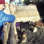 26.12.2017 Chęciny. Żywa szopka w zespole klasztornym franciszkanów / Jarosław Kubalski / Radio Kielce