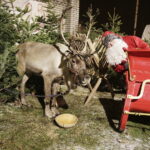 20.12.2017 Jędrzejów. Żywe renifery na świątecznym kiermaszu / Jarosław Kubalski / Radio Kielce