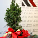 "Choinka pod Choinkę". Prezent dołączony do licytowanego drzewka. / Marzena Mąkosa / Radio Kielce