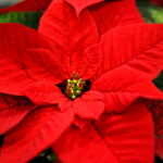 "Choinka pod Choinkę". Prezent dołączony do licytowanego drzewka. / Marzena Mąkosa / Radio Kielce