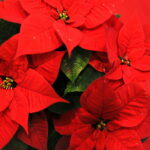 "Choinka pod Choinkę". Prezent dołączony do licytowanego drzewka. / Marzena Mąkosa / Radio Kielce