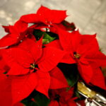 "Choinka pod Choinkę". Prezent dołączony do licytowanego drzewka. / Marzena Mąkosa / Radio Kielce