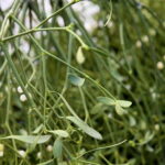 Jemioła coraz większym zagrożeniem dla drzew